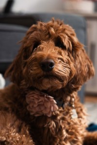 Close-up portrait of Ruby, an 11-year-old Goldendoodle with brown curly fur, wearing a pink flower collar