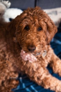 Brown Goldendoodle dog with a pink flower around her neck, pet photography