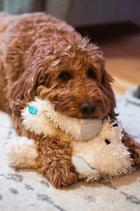 Ruby the Goldendoodle playing with her favorite toy during a pet photography session